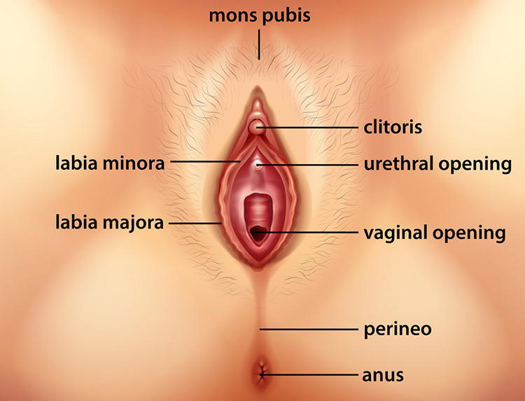 vagina diagram